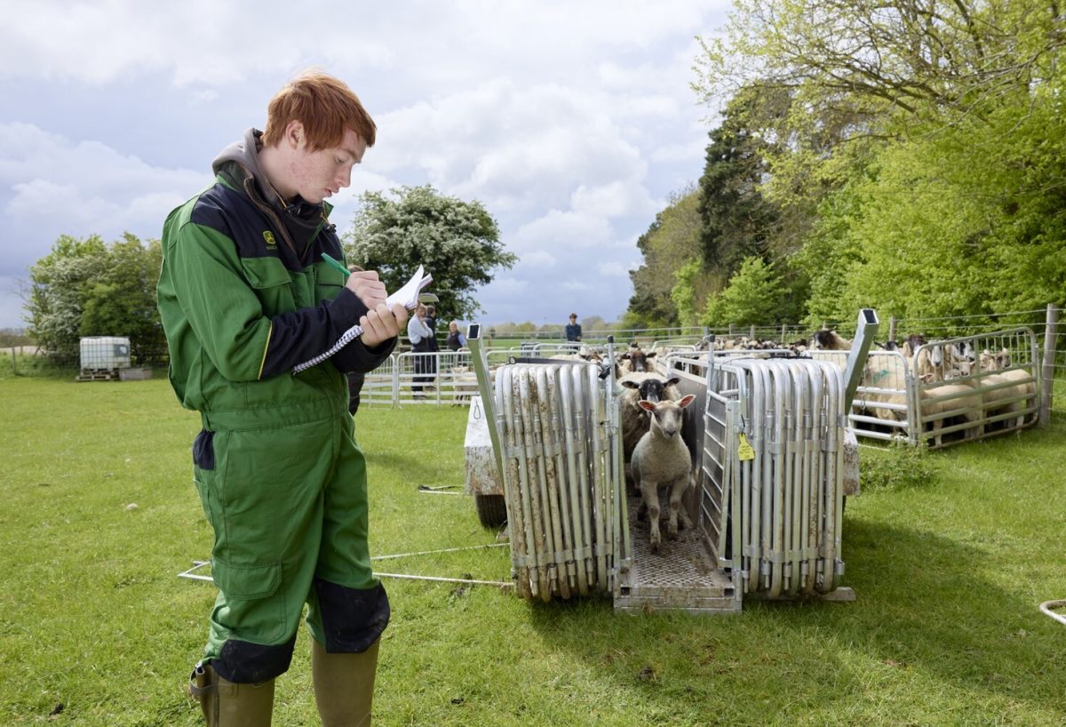 moulton college farm student counting sheeps