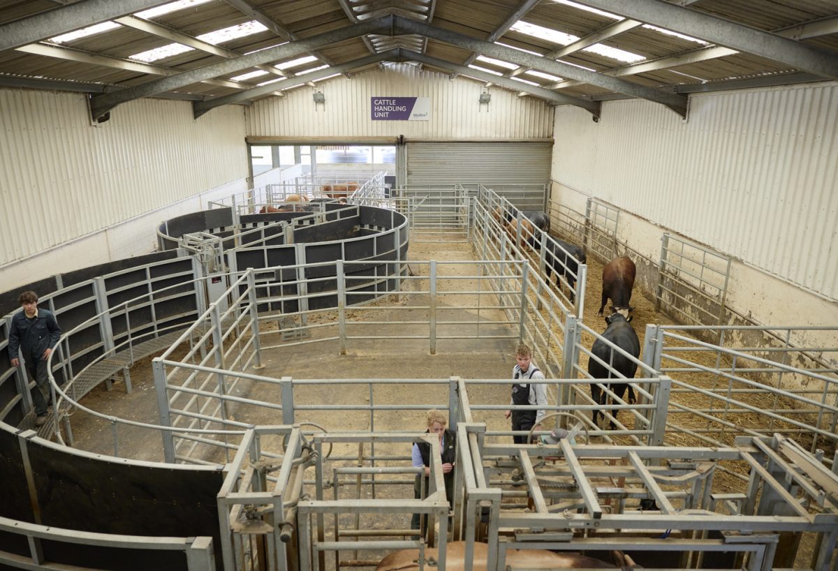 moulton college farm cattle machinery