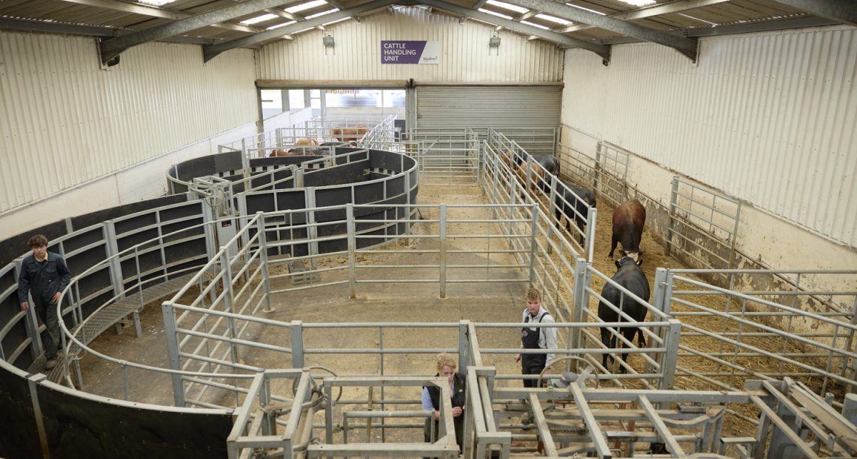 moulton college farm cattle machinery