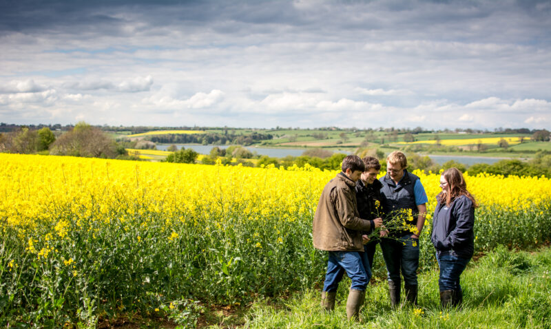 Students in field examining crop
