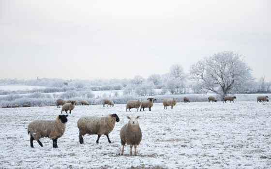 P4899 Frosty Morning 10