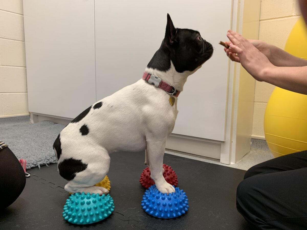 Physiotherapy four prickle-ball sit