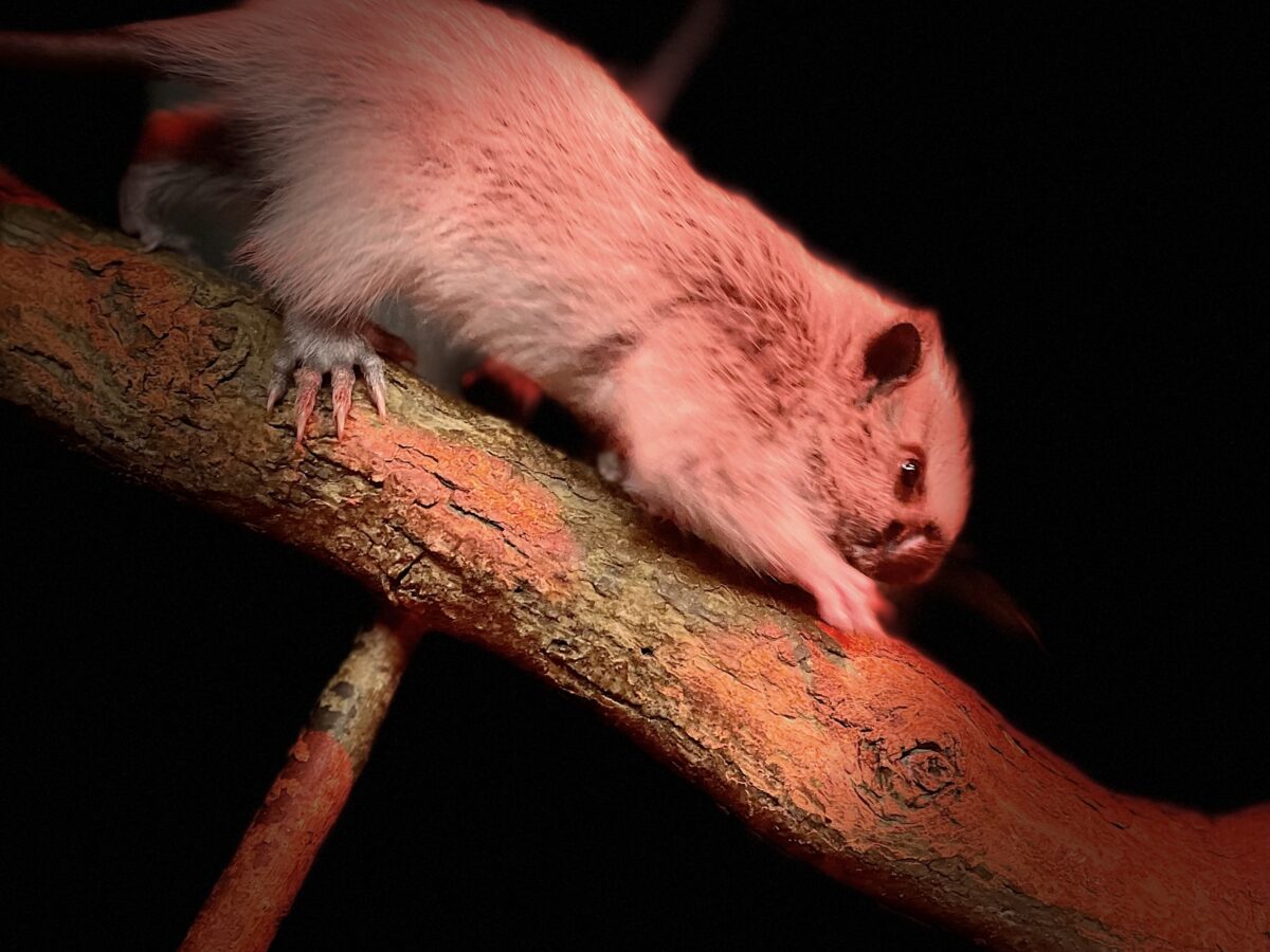 Baby Northern Luzon Giant Cloud Rat born in Moulton College