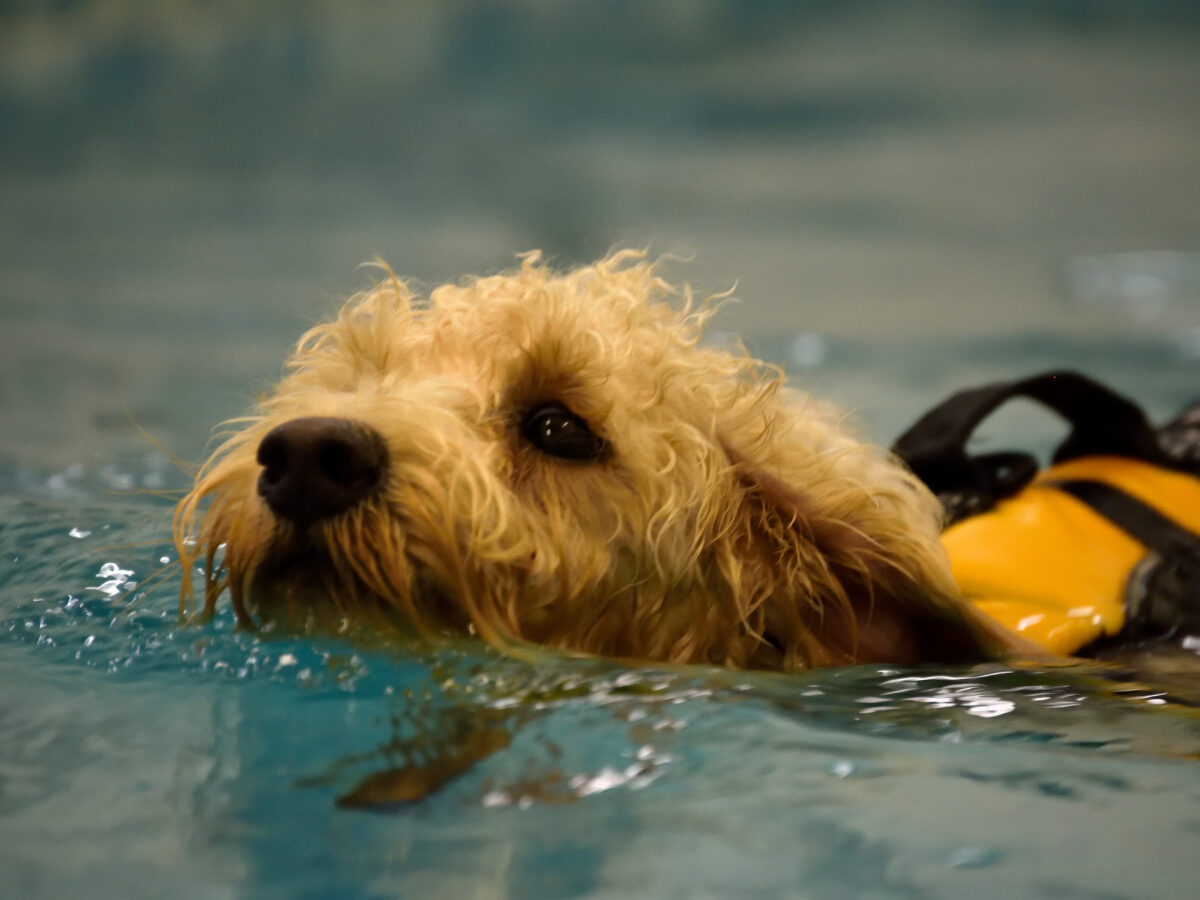 Hydrotherapy Pool