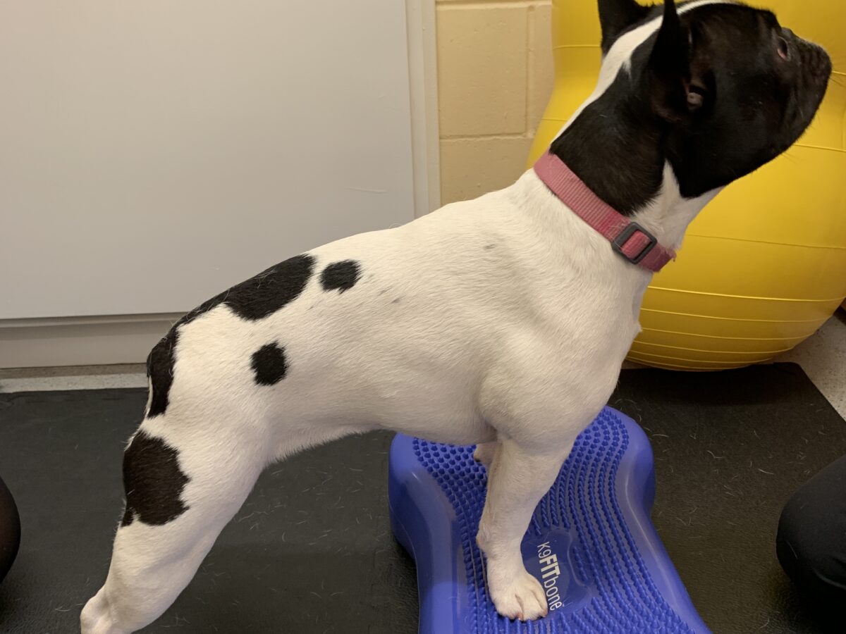 Bone cushion used on front paws