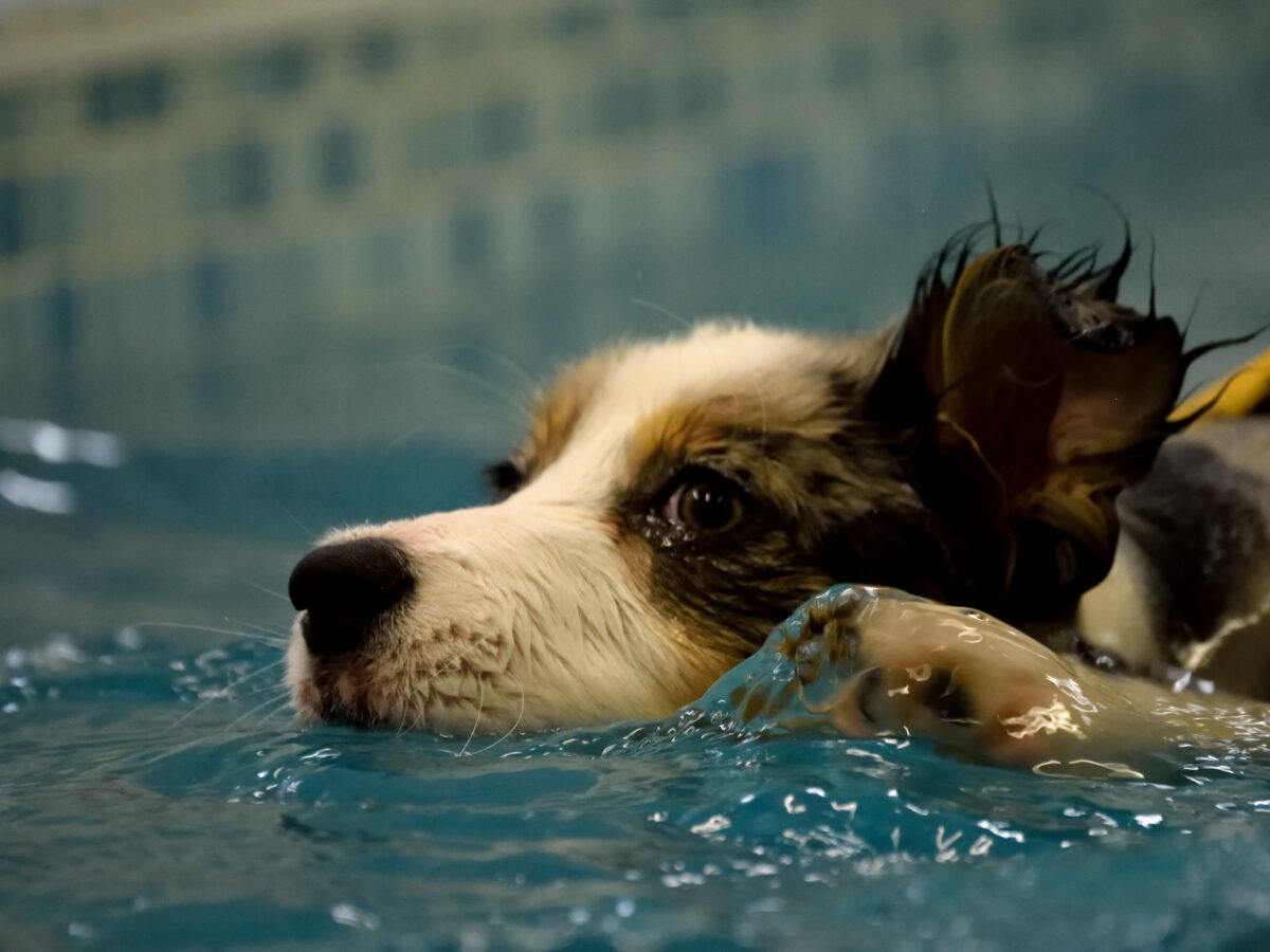 Puppy Exercise - Hydrotherapy Pool