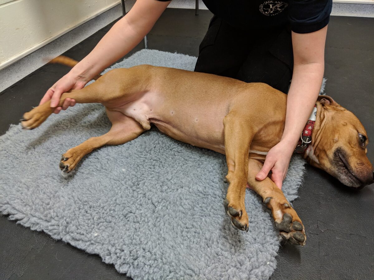 Dec's physio treatment
