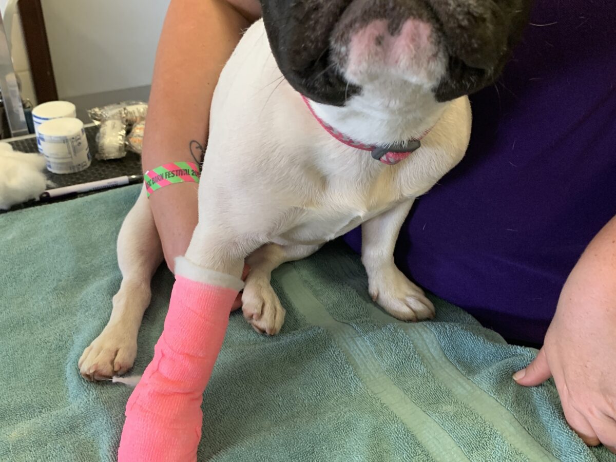 Dotty's bandage