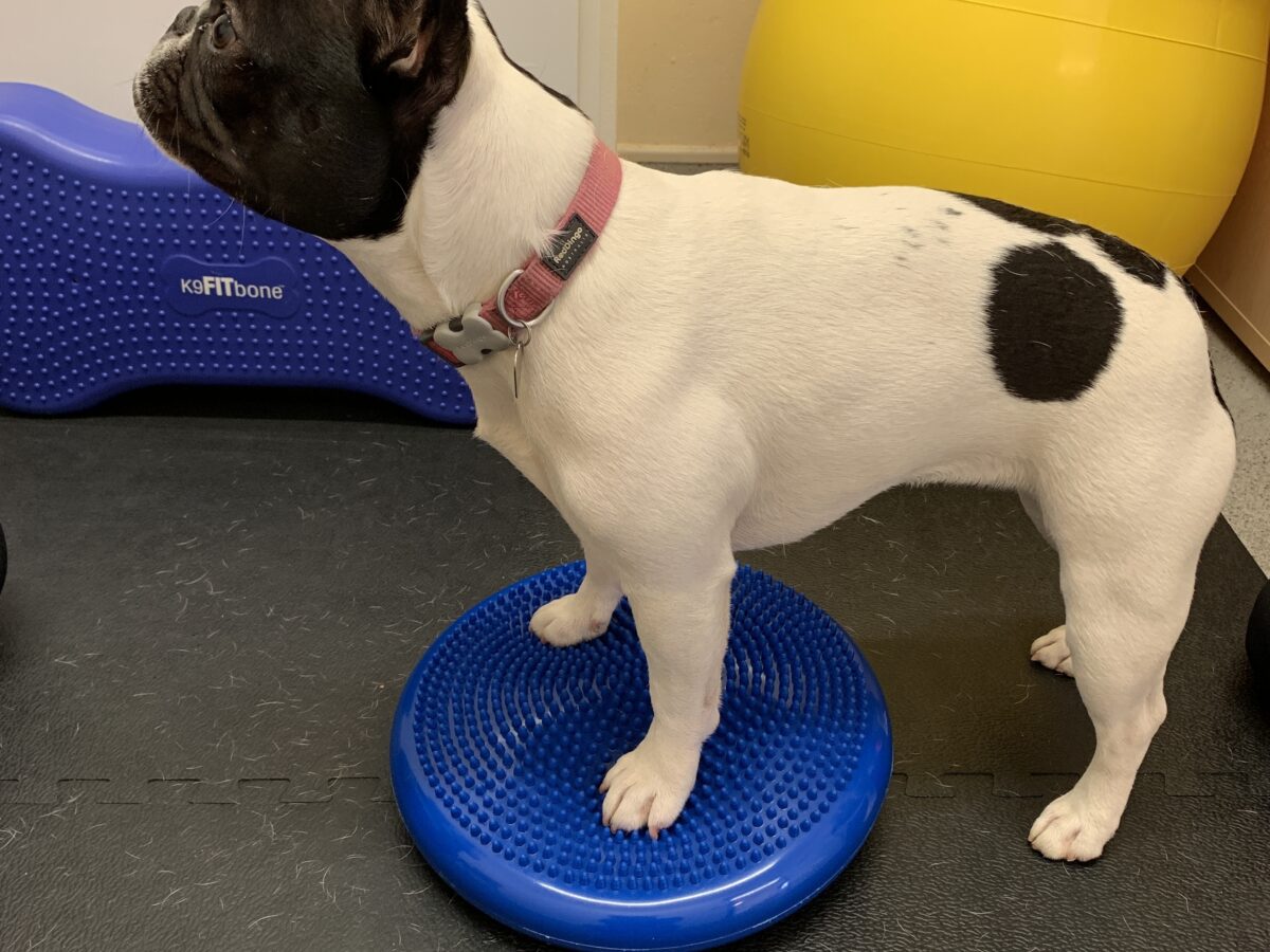 Physio wobble cushion used on front legs