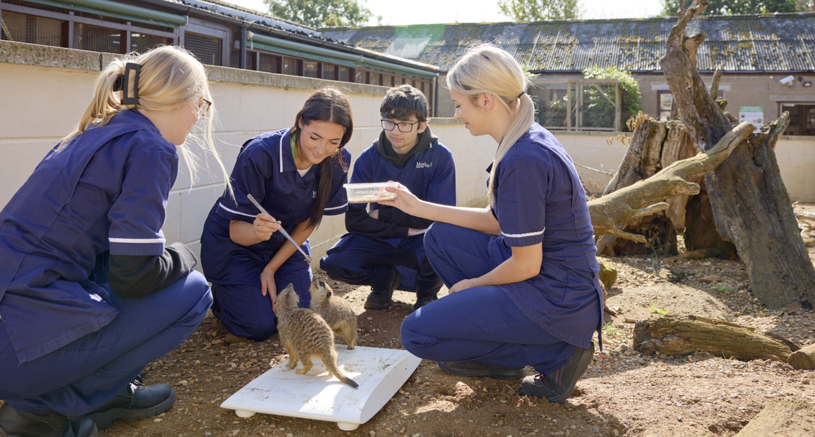 Animal welfare students feeding meerkats
