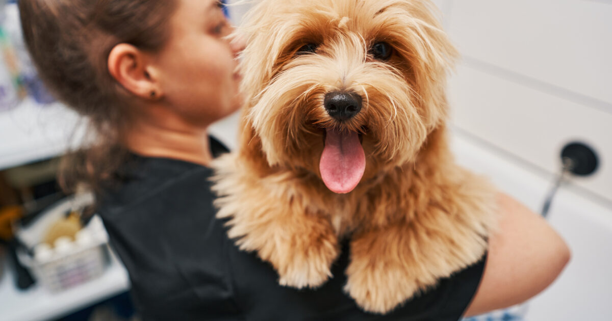 Pet Grooming Near Me | Book Dog Groomers