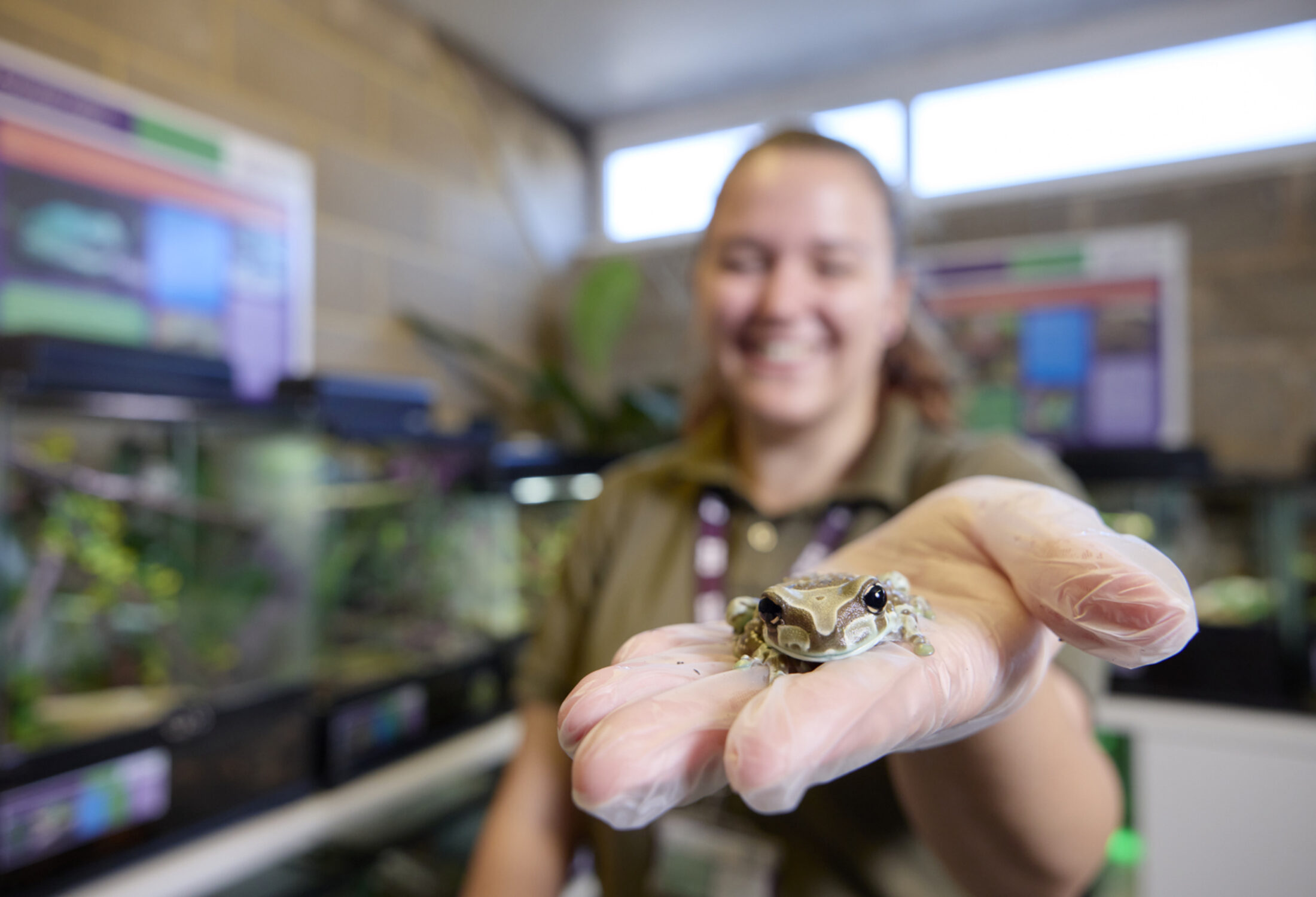 animal welfare staff holding frog in amphibian and crustacean room