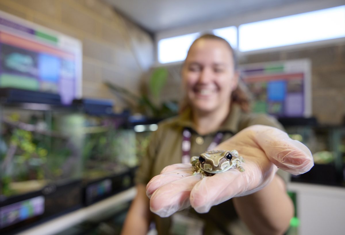 animal welfare staff holding frog in amphibian and crustacean room