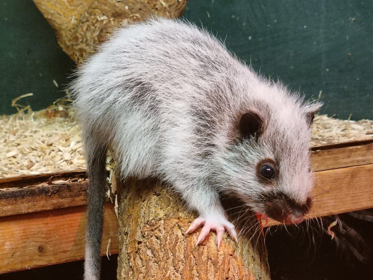 Baby Northern Luzon Giant Cloud Rat born in Moulton College