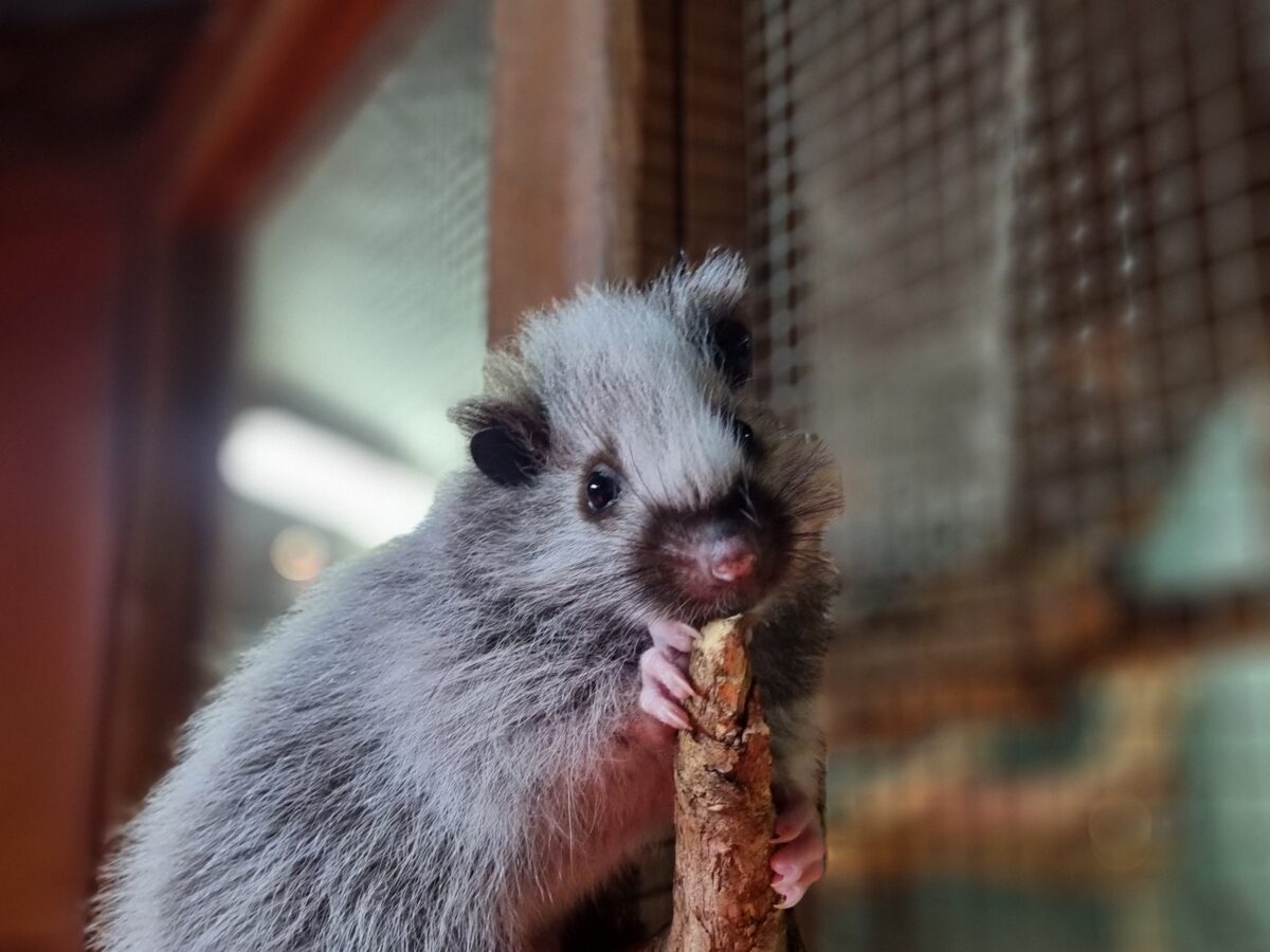 Baby Northern Luzon Giant Cloud Rat born in Moulton College