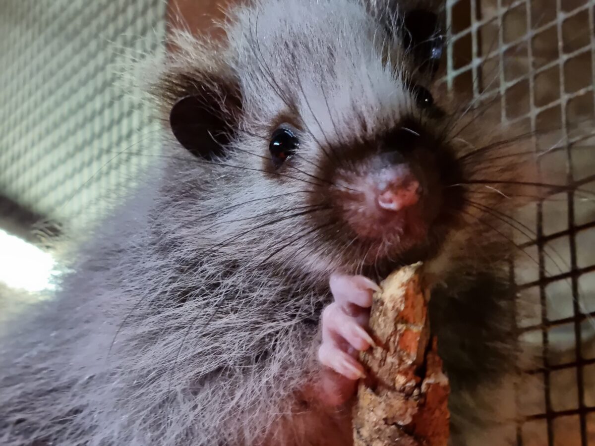 Baby Northern Luzon Giant Cloud Rat born in Moulton College