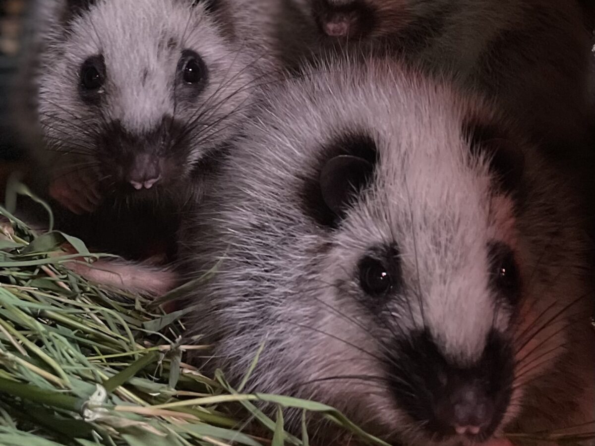 Family of  Northern Luzon Giant Cloud Rats