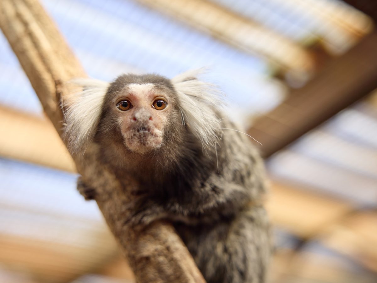 Small primate on branch looking at camera