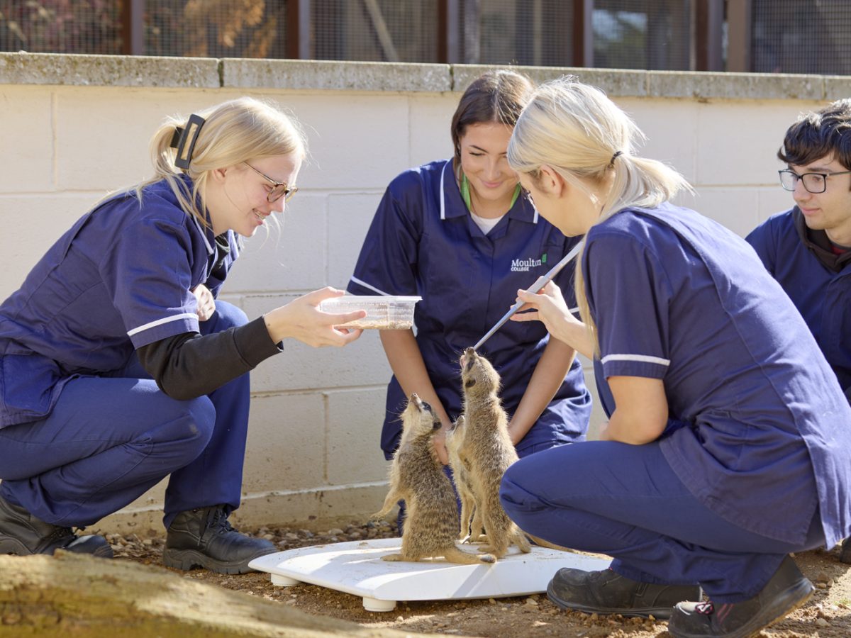 Feeding meerkats