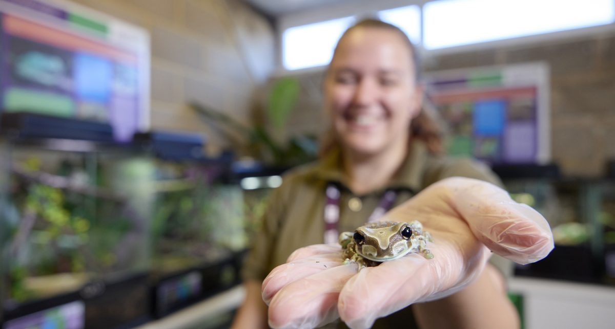 animal welfare staff holding frog in amphibian and crustacean room