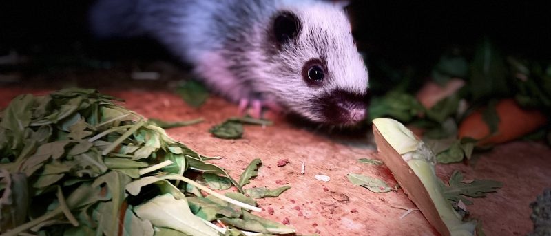 Baby Northern Luzon Giant Cloud Rat born in Moulton College