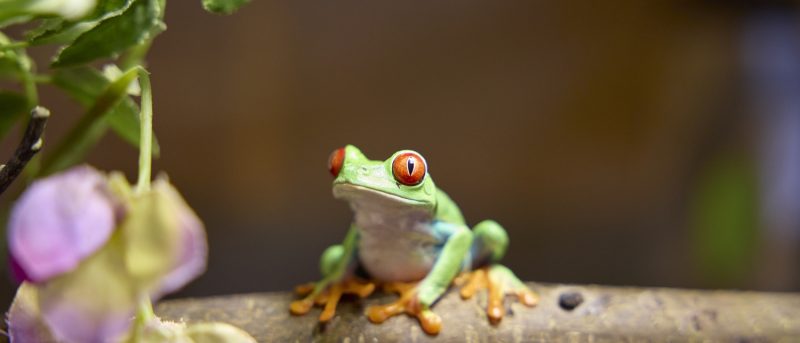 Green frog sitting on a branch
