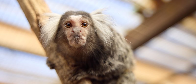 Small primate on branch looking at camera