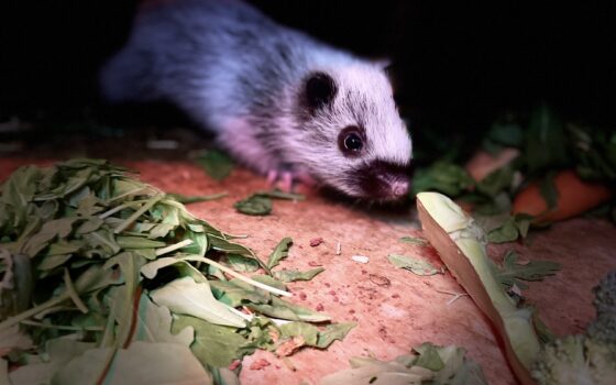 Baby Northern Luzon Giant Cloud Rat born in Moulton College