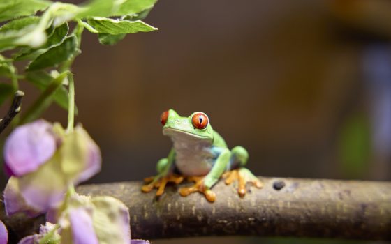 Green frog sitting on a branch