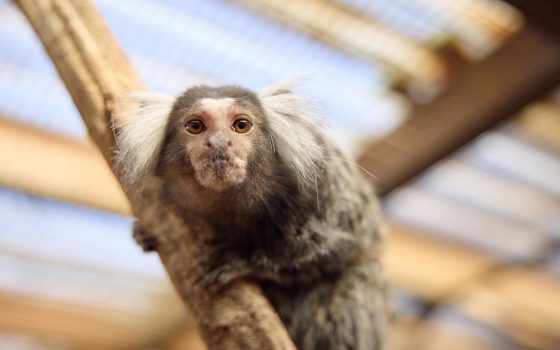 Small primate on branch looking at camera