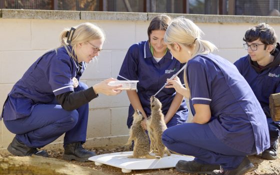 Feeding meerkats