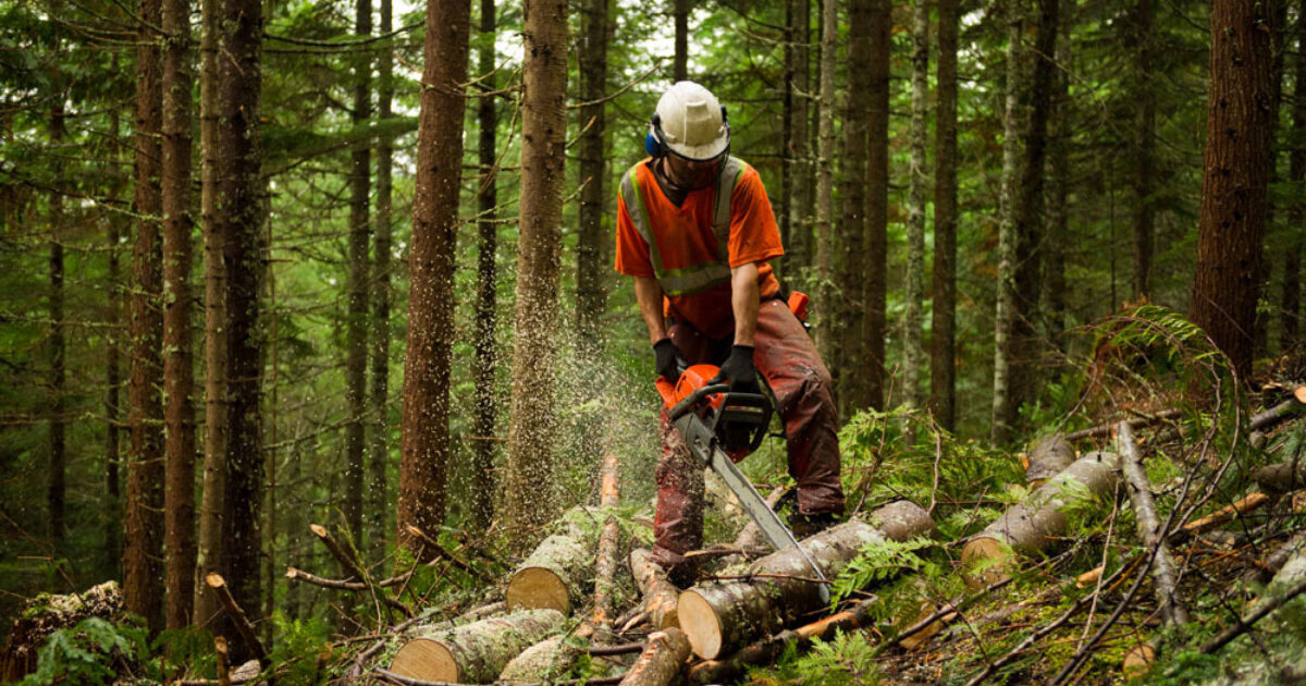 Forestry worker Moulton College