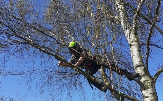 2nd yr 20 21 pruning