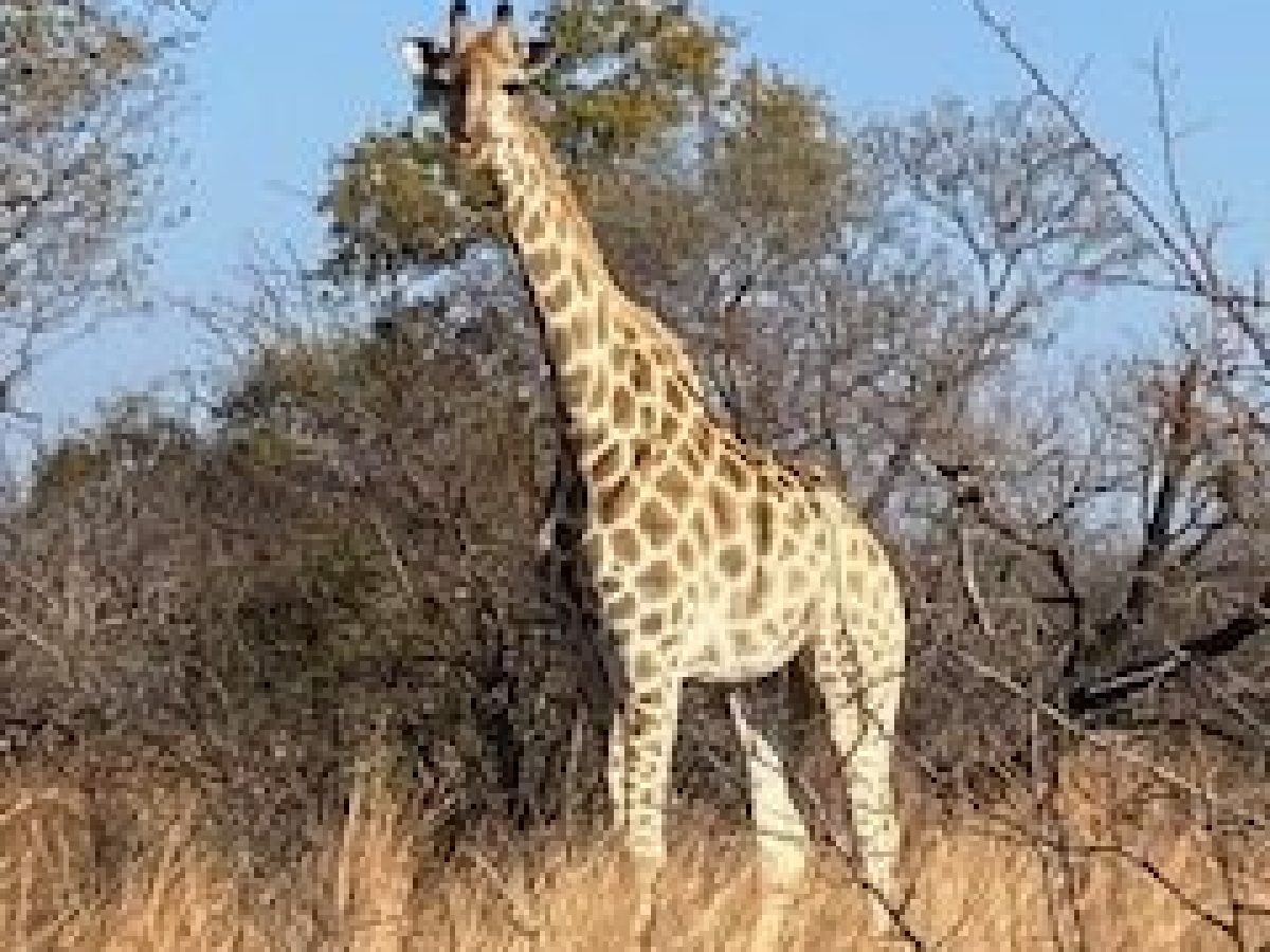 Giraffe in South Africa