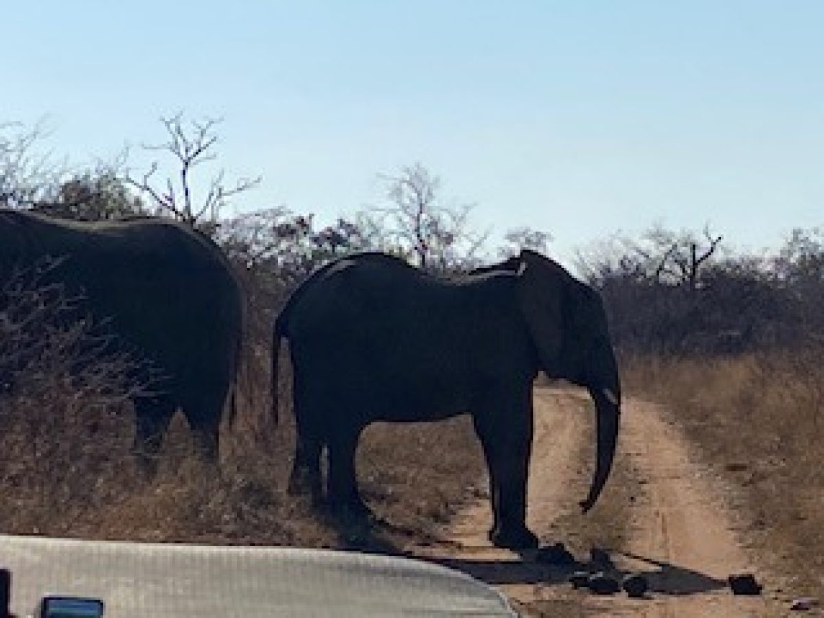 Elephants in South Africa