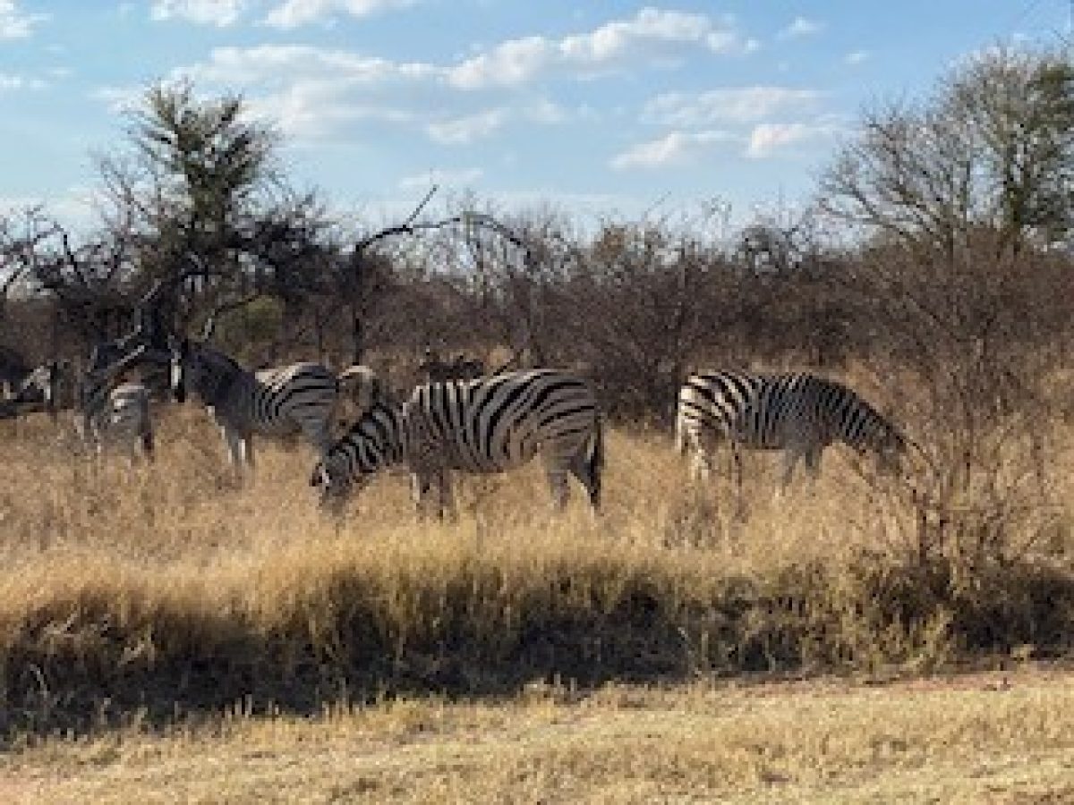 Zebras in South Africa