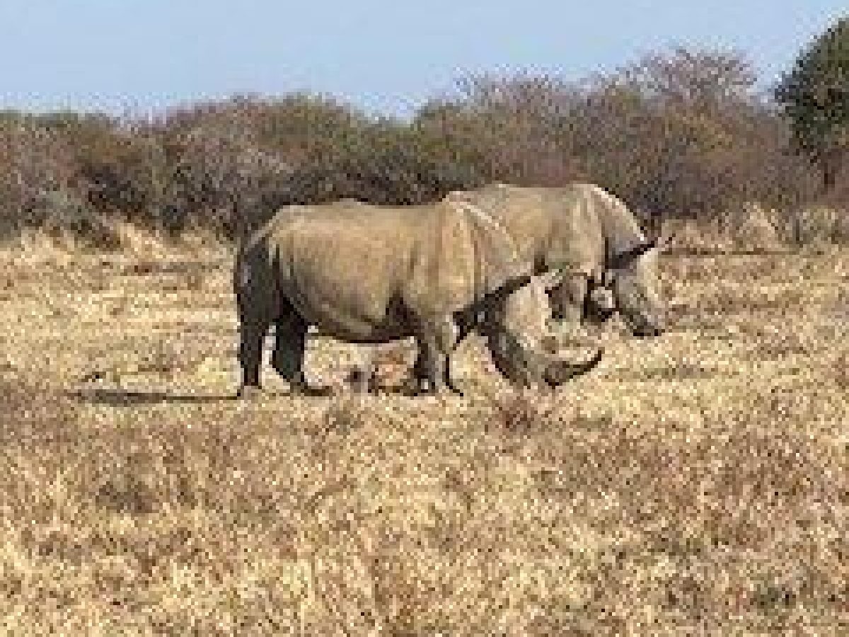 Rhinos in South Africa