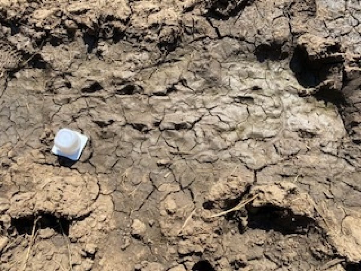 Footprint tracking in South Africa