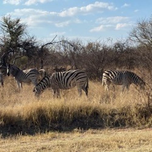 Zebras in South Africa