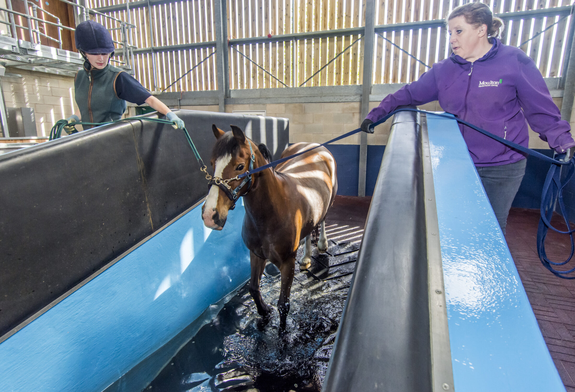 Moulton College Work Based Equine Care