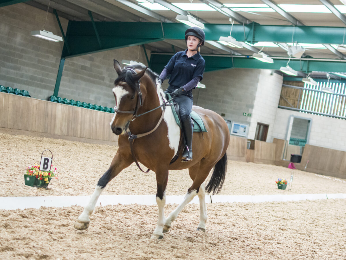 Dressage Test Practice