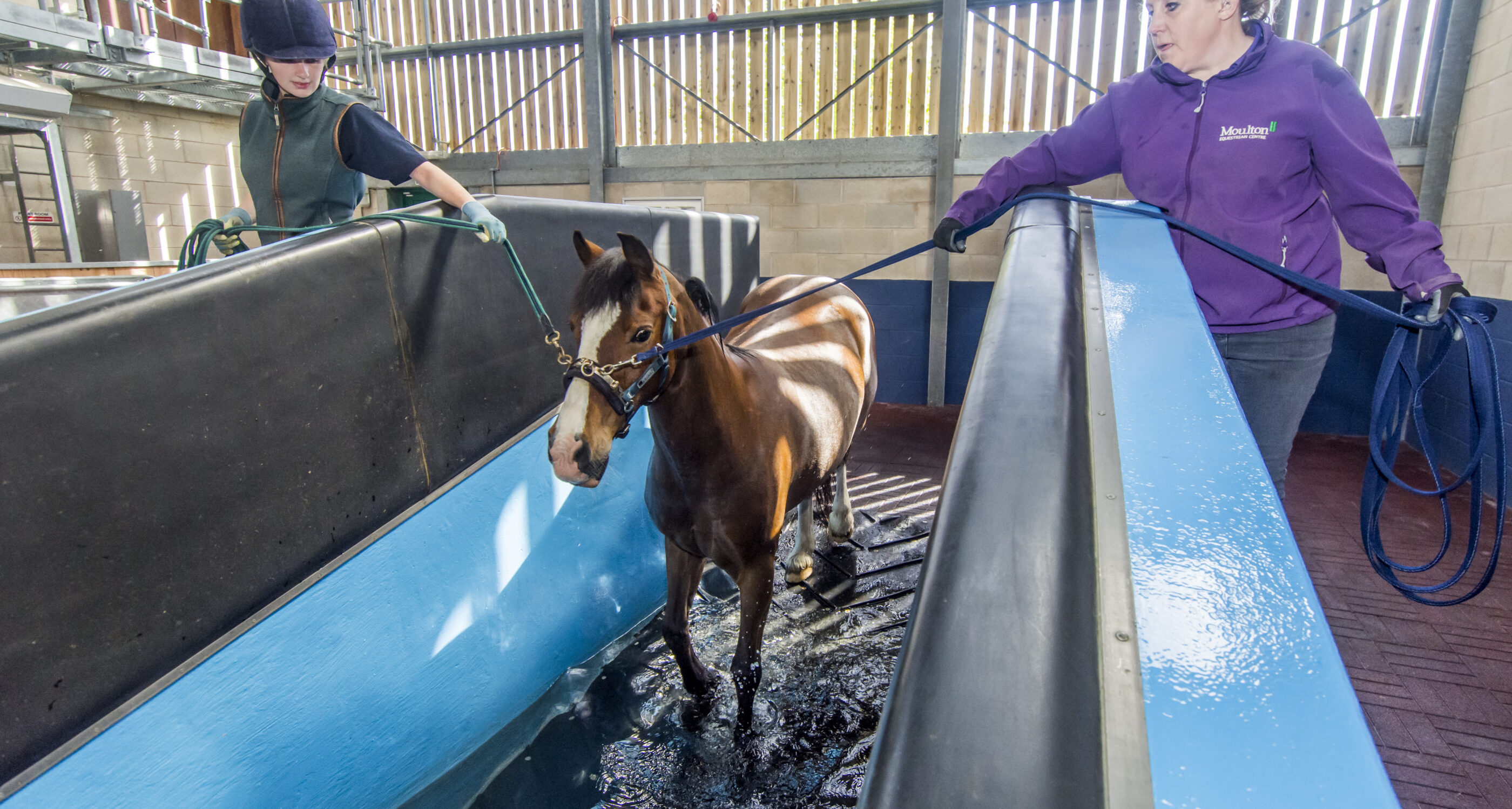 Moulton College Work Based Equine Care