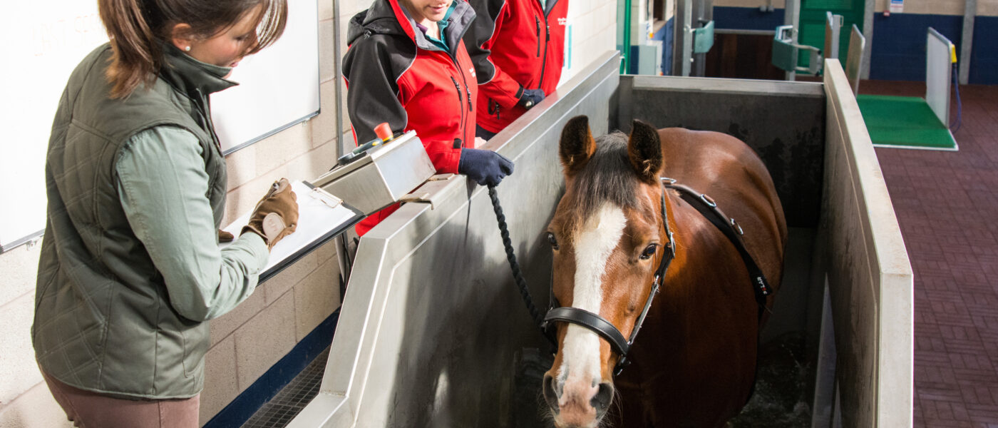 A rehabilitation session taking place on the water treadmill at Moulton Colleges Equine Therapy Centre