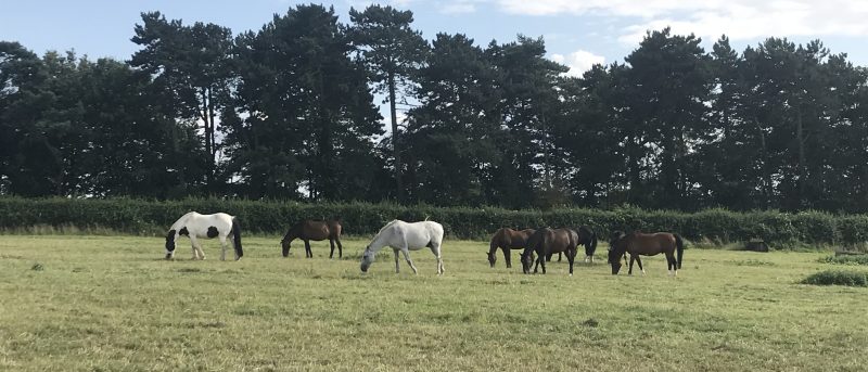 Horses in the Field aug 19