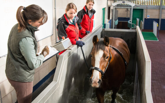 A rehabilitation session taking place on the water treadmill at Moulton Colleges Equine Therapy Centre