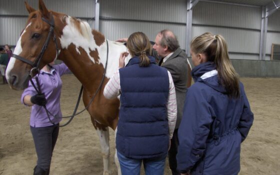 Delegates undergoing training on an SMS saddle fitting course