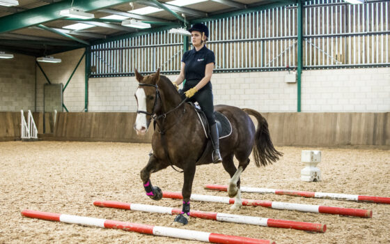 Moulton College Equine Care