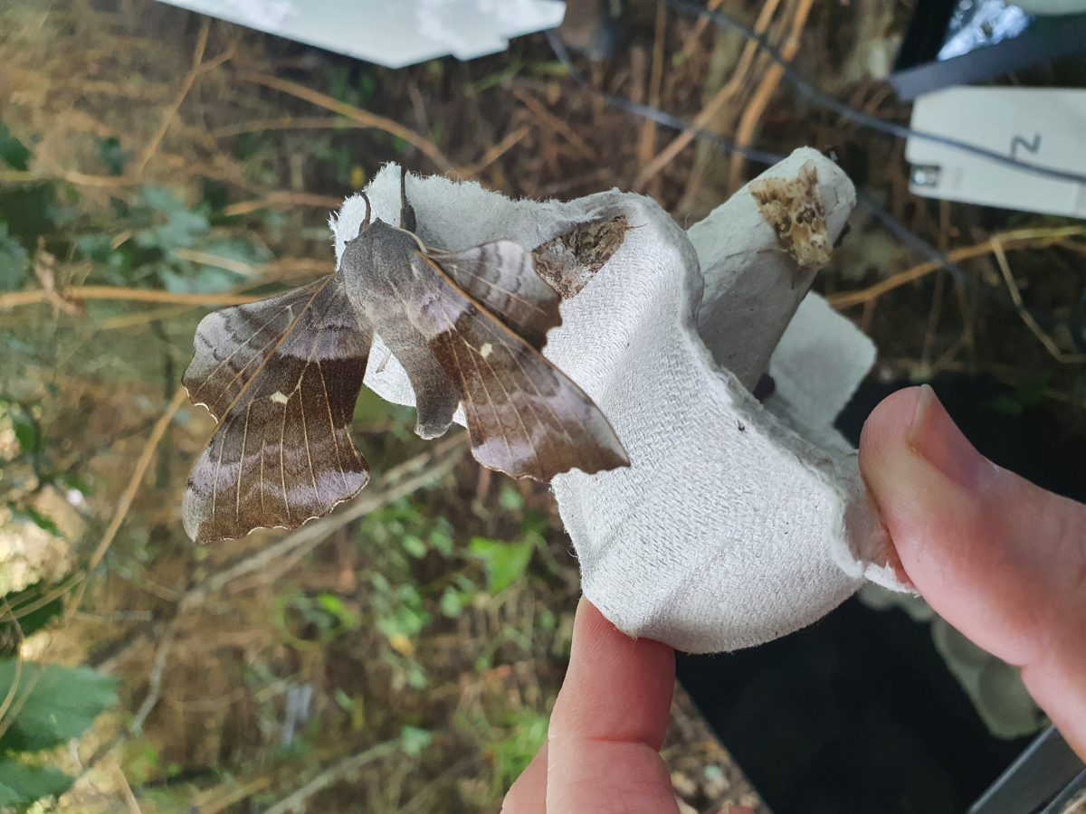 Moth recorded as part of biodiversity study