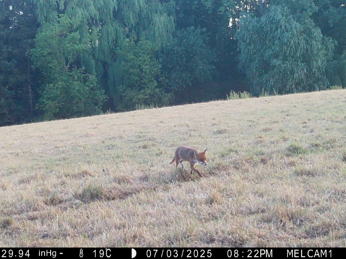 Fox on the fields around Moulton College