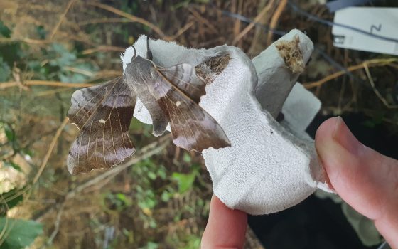 Moth recorded as part of biodiversity study